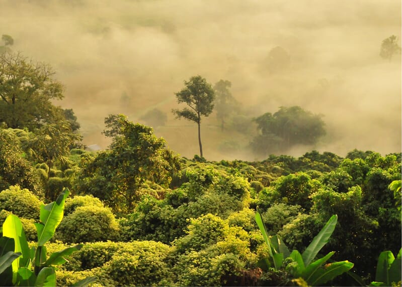 Reducing Emissions from Deforestation and Forest Degradation (REDD+)