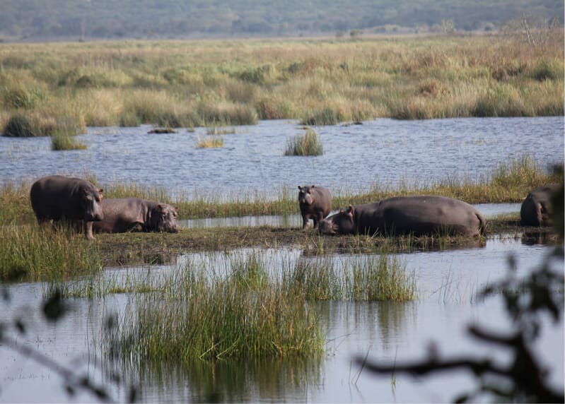 Wetland Restoration and Conservation (WRC)